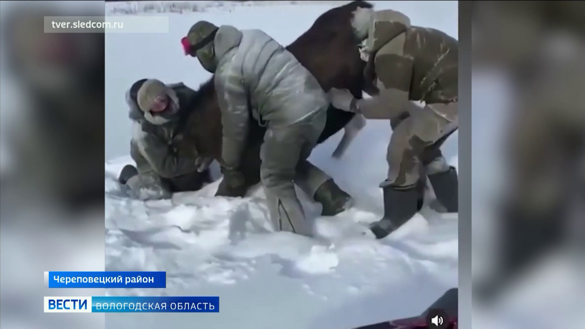 Вологодский суд отменил оправдательный приговор убившим беременную лосиху  охотникам